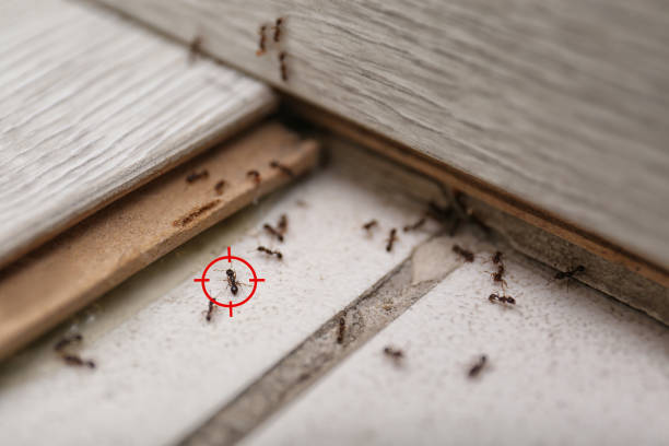Best Local Pest Control Services  in Dearborn Heights, MI